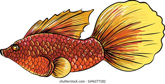 Hand drawn Thai betta fish isolate on white background.Beautifful siamese betta fish.
