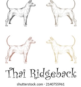 handgezeichnete Thai Ridgeback Hund Vektorgrafik
