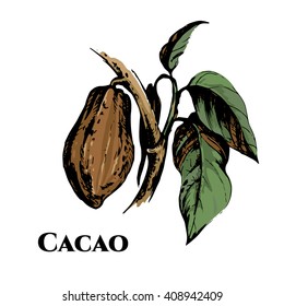 Hand drawn Theobroma Cacao branch with cacao beans. Cacao tree. Vector  illustration, isolated on white.