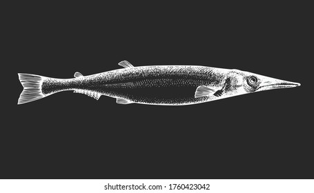 Hand drawn thin fish illustration. Vector fish illustration on chalk board.