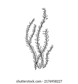 Hand drawn thin seaweed sketch style, vector illustration isolated on white background. Black lined underwater plant, nature decorative design element, organic