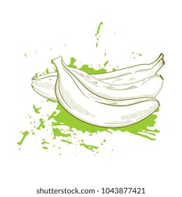Hand drawn three banana vector  sketch on grunge splash background. Vegeterian fruit background.
