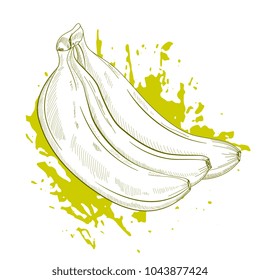 Hand drawn three banana vector  sketch on grunge splash background. Vegeterian fruit background.