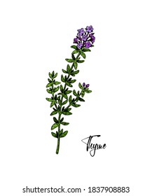 Hand drawn thyme branch in bloom vector illustration isolated on white. Botanical herbal plant in vintage colored sketch style. Thymus vulgaris.