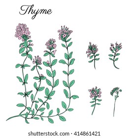Hand drawn Thyme branch flower with leaves isolated on white, Healing herb, Botanical vector Illustration plant, doodle sketch, design for greeting card, invitation, packaging cosmetic, herbal tea