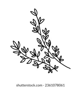 Rama de tomillo dibujada a mano con hojas, dibujo monocromo estilo ilustración vectorial aislado en fondo blanco