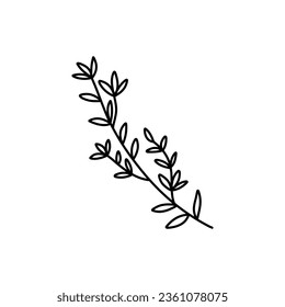 Hand drawn thyme branch with leaves, monochrome sketch style vector illustration isolated on white background