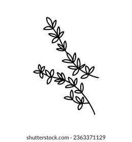 Hand drawn thyme branch with leaves, monochrome sketch style vector illustration isolated on white background