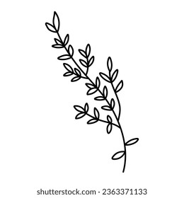 Hand drawn thyme branch with leaves, monochrome sketch style vector illustration isolated on white background