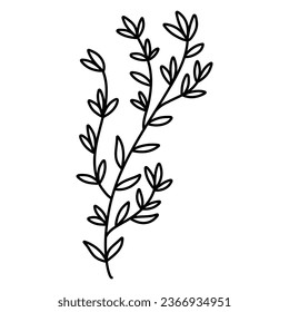 Hand drawn thyme branch with leaves, monochrome sketch style vector illustration isolated on white background