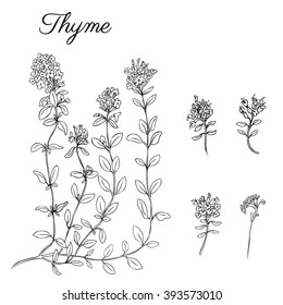Rama de tomillo dibujada a mano con hojas aisladas en blanco, hierba curativa, ilustración botánica, arte lineal, boceto de tinta de Vector para tarjetas de felicitación de diseño, invitaciones, embalaje, etiqueta de té, planta médica