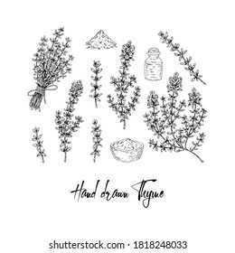 La mano dibujó ramas de tomillo, ramas y especias secas. Ilustración vectorial aislada en blanco. Planta de hierbas botánicas al estilo de boceto vintage. Thymus vulgaris.