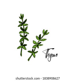 Hand drawn thyme branches. Vector illustration isolated on white. Botanical herbal plant in vintage colored sketch style. Thymus vulgaris.