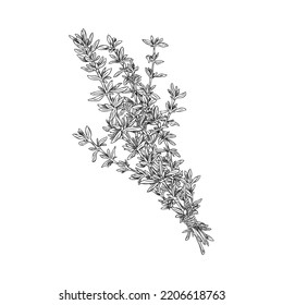 Hand drawn thyme bunch, monochrome sketch vector illustration isolated on white background. Organic herb for cooking and aromatic seasoning.