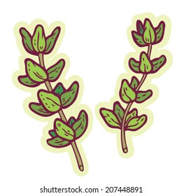 Hand drawn thyme cartoon vector.