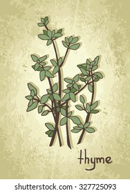 Hand drawn thyme cartoon vector.