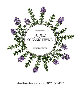 Hand drawn thyme circle frame. Vector illustration isolated on white. Botanical herbal plant in vintage colored sketch style. Thymus vulgaris.