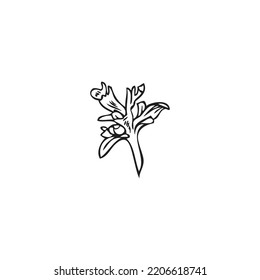 Hand drawn thyme flower, doodle outline vector illustration isolated on white background. Sketch floral element with concept of cooking and gardening.