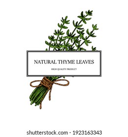 Hand drawn thyme frame. Vector illustration isolated on white. Botanical herbal plant in vintage colored sketch style. Thymus vulgaris.