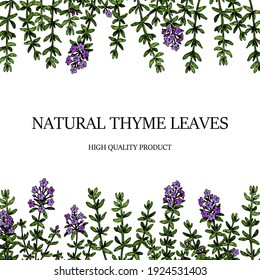 Hand drawn thyme frame. Vector illustration isolated on white. Botanical herbal plant in vintage colored sketch style. Thymus vulgaris.