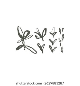 Hand drawn thyme herb leaves set in whimsical minimal line style for organic design and natural themes