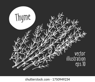 Hand drawn thyme illustration. Vector herb sketch on chalk board.