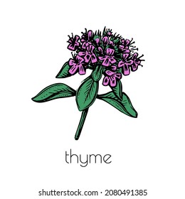 Hand drawn thyme sketch. Vector graphic illustration. White background. Spring flower line art.