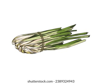 Hand drawn tied bunch of lemongrass sketch style, vector illustration isolated on white background. Decorative design element, natural food product, fresh organic plant