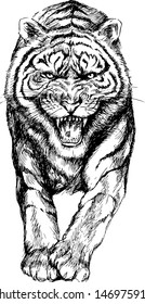 hand drawn tiger