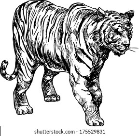 hand drawn tiger