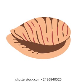 Hand drawn Tiger Cowrie Seashell. Cartoon style flat illustration seashell isolated on white background. Vector illustration