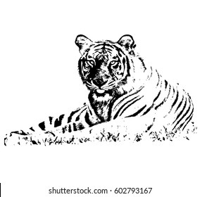 Hand drawn Tiger. Natural colors. Illustration.