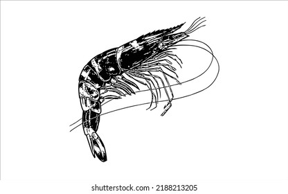 Hand drawn tiger prawns. Tiger prawns vector black white sketch