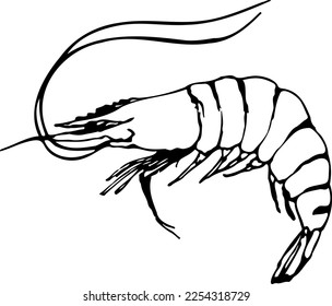 Hand drawn tiger shrimp vector illustration isolated on a white background.