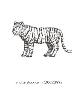 Hand drawn tiger. Sketch, vector illustration.