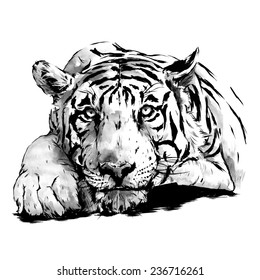 Hand Drawn Tiger, Watercolor Sketch, Vector Illustration. 