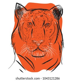 Hand drawn of Tiger's face, illustration vector