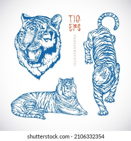 Hand Drawn Tigers Vector Illustrations Set. Abstract Animals Sketches Engraving Style Drawings Collection. Oriental New Year Zodiac Symbol. Isolated