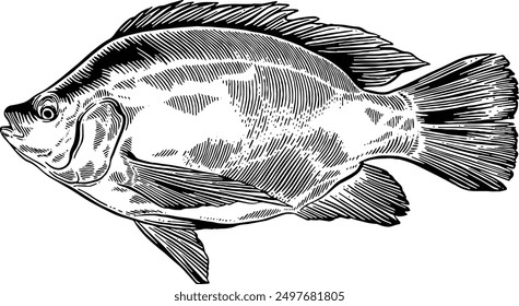 Hand drawn Tilapia Fish Seafood Sketch Illustration