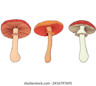 Hand drawn toadstool. Toadstool digital painting. Mushroom set artwork. Mushroom graphic print t-shirt design. Poisonous mushrooms Vector illustration.