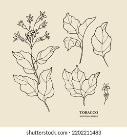 Hand drawn tobacco plant illustration