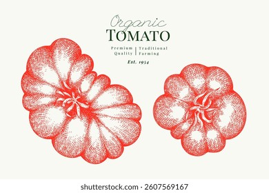 Ilustración de tomate dibujado a mano. Imagen aislada de Vector vegetal retro. Comida de granja de la vieja escuela.