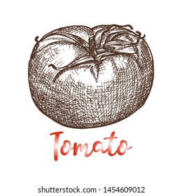 Hand drawn tomato isolated on white background. Vector illustration, realistic sketch in vintage style. Cooking ingredient for food. Spicy herbs.