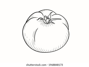 A hand drawn tomato on a white background. Vector illustration in a linear style. EPS 10. Isolated.