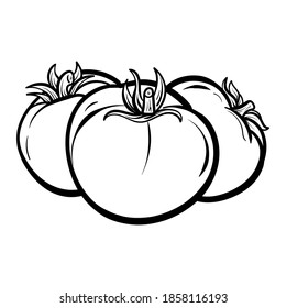 hand drawn tomato. Organic eco food. Isolated on the white background. Vector black hand drawn vintage engraving illustration for poster, label, menu, web. Tomato hand drawn vector illustration. 