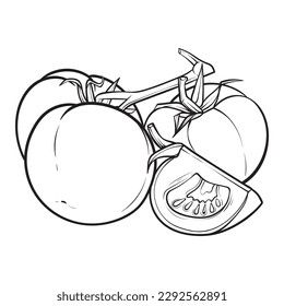 hand drawn tomato. Organic eco food. Isolated on the white background. Vector black hand drawn vintage engraving illustration for poster, label, menu, web. Tomato hand drawn vector illustration. 