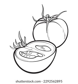 hand drawn tomato. Organic eco food. Isolated on the white background. Vector black hand drawn vintage engraving illustration for poster, label, menu, web. Tomato hand drawn vector illustration. 