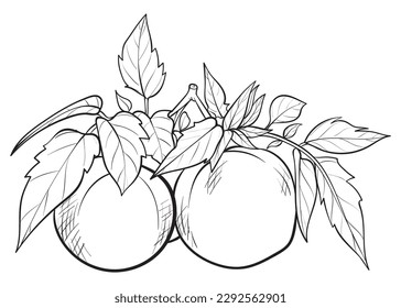 hand drawn tomato. Organic eco food. Isolated on the white background. Vector black hand drawn vintage engraving illustration for poster, label, menu, web. Tomato hand drawn vector illustration. 