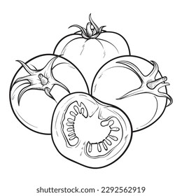 hand drawn tomato. Organic eco food. Isolated on the white background. Vector black hand drawn vintage engraving illustration for poster, label, menu, web. Tomato hand drawn vector illustration. 