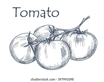 Hand drawn tomato over white background. Vector